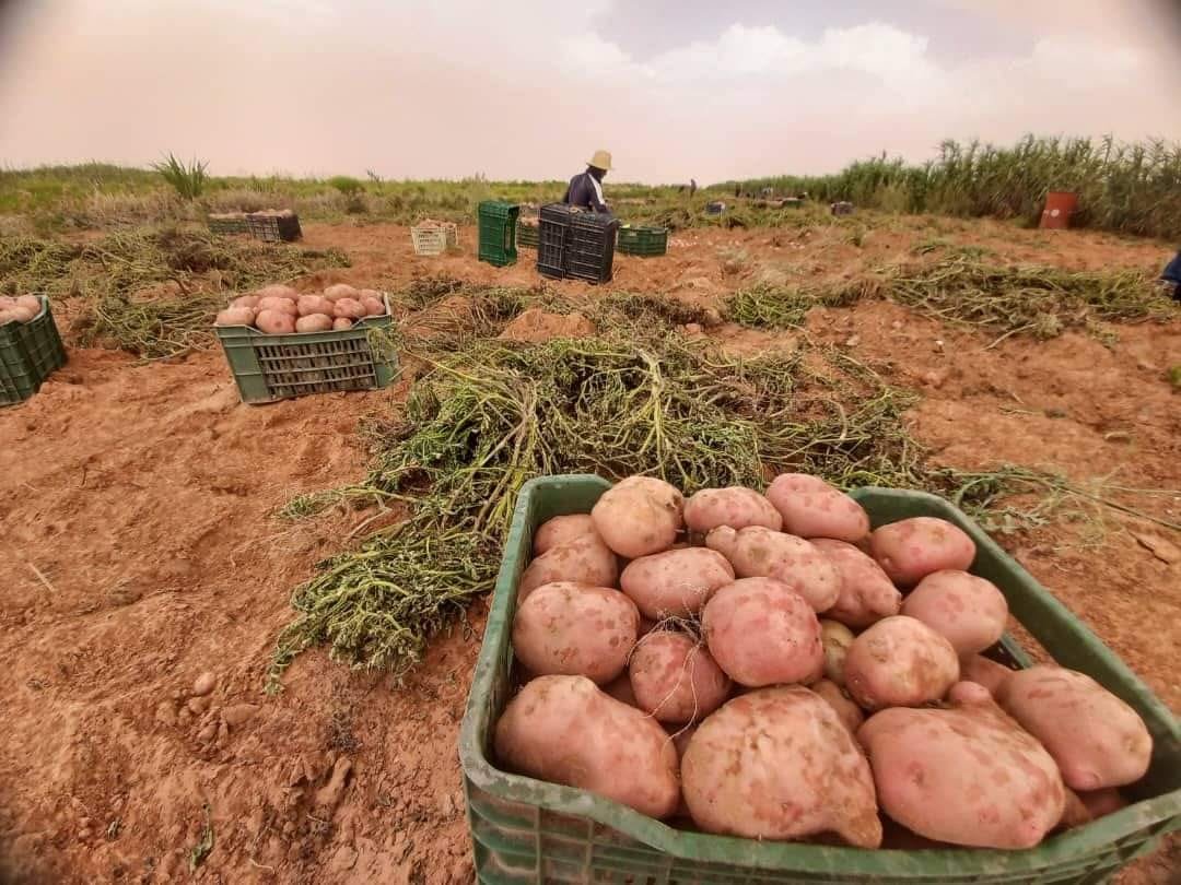وادي سوف.. قطب وطني لإنتاج البطاطا وفاعل رئيسي في تحقيق الأمن الغذائي