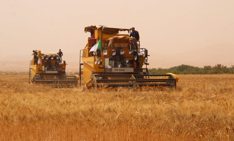 موسم واعد لإنتاج الحبوب في الجزائر